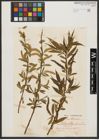 Foto von Salix alba L.